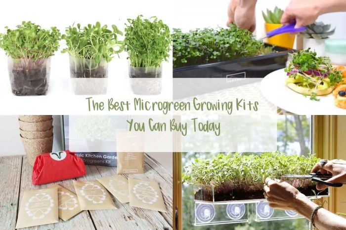 The 14 Best Microgreen Growing Kits You Can Buy Today - Microgreens Corner