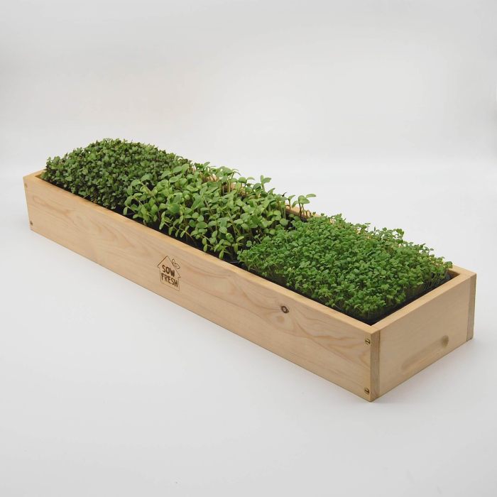 Large Microgreens Grow Kit | Etsy